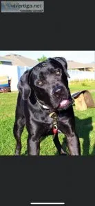 South African Mastiff Boerboel