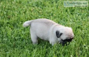 Charming Pug puppies