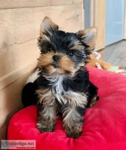 Amazing Teacup Yorkie Puppies For Adoption
