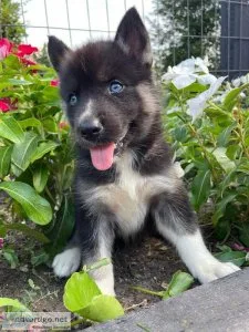 Siberian Husky puppies