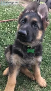 AKC Pedigree German Shepherd Puppies