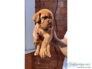 Stunning Dogue de Bordeaux puppies