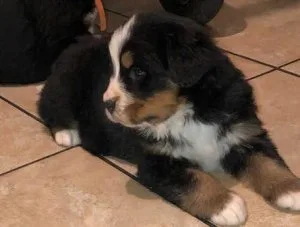 Beautiful Bernese Mountain Dog Puppies