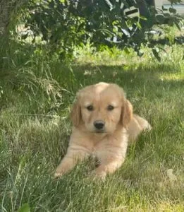 Golden retriever pup