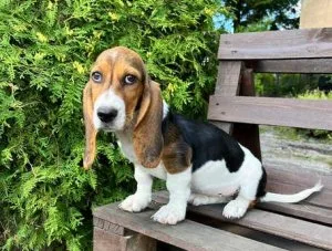 Boy and girl available Basset Hound Puppies