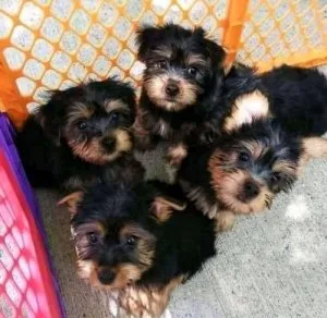 AKC Teacup yorkies ready for a new home