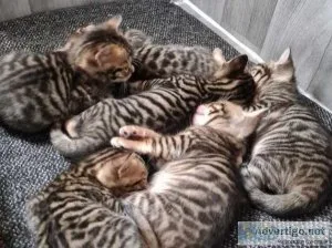 TICA Registered Toyger Kittens