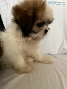 Shih Tuz puppies
