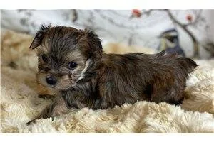 11 weeks old health checked morkie Give a Pet a Forever Home