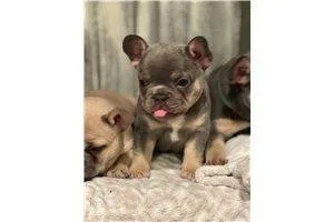 french-bulldog-puppy looking for their forever home