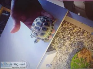 Lovely male and female tortoise ready