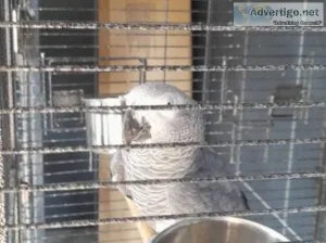 For Sale African grey parrot