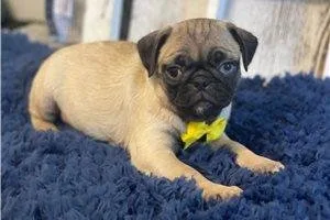 Miami Pugs 4 Sale - Pugs 4 Sale