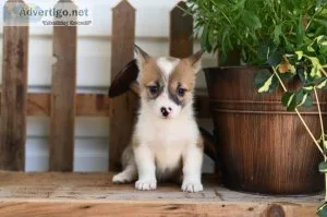 Lilly - Welsh Corgi