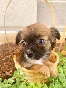 Longhair Teacup Chihuahua Puppy