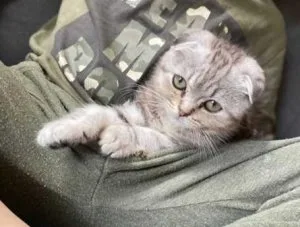 Scottish fold male kitten looking for a loving home