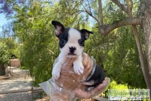 Boston Terrier Puppies