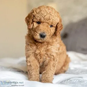 Health Tested Golden Doodle s Puppies