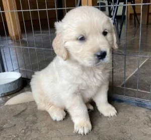 GOLDEN RETRIEVERS