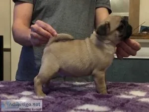 Stunning KC Reg Pug puppies
