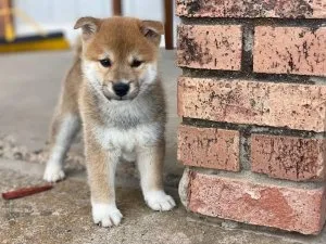 Beautiful Shiba pup