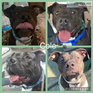 Loving dog - looking for a family