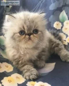 Himalayan Kittens for rehoming