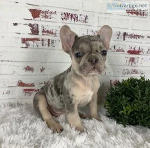 Gorgeous full coat French bulldog puppies