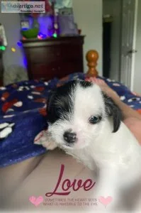 Miniature poodle mix