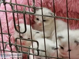 Pure Rag-doll kittens