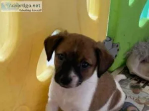 Jack Russel puppies