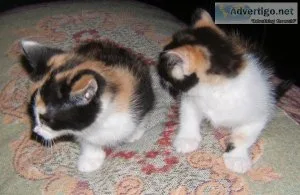 Calico kittens ready