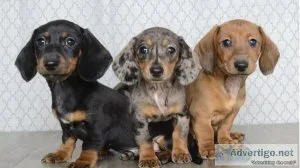 Miniature Dachshund Puppies