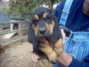 Bloodhound Puppies