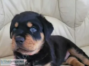 Chunky KC Rottweiler puppies
