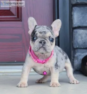 Lovable french bulldogs puppies