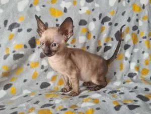 Pedigree Cornish Rex kittens