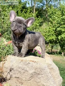 Cute frenchies