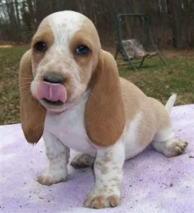 Basset Hound Puppies