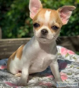 CHIHUAHUA