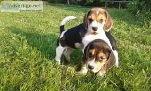 Beagle Puppies