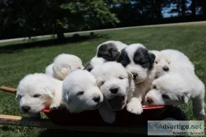 Full blood Pressure  Puppies
