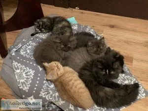 Persian longhair and shorthair Exotic Kittens