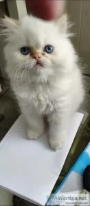 Rare Color Female Flamepoint  Persian kitten