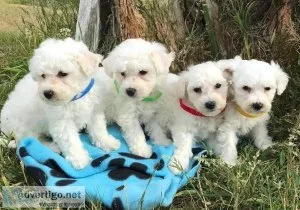 Fluffy white bichon frise puppies