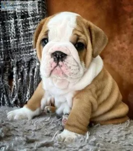 Available English Bulldog Pups Ready
