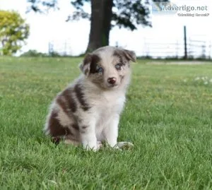 Quality Pedigree Border Collie Puppies