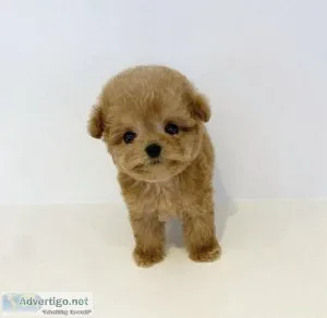 Gorgeous litter of miniature poodles for sale