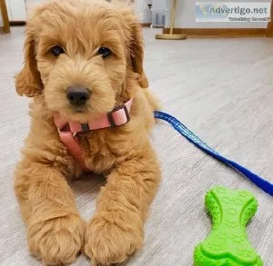Ruby Golden Doodle puppies