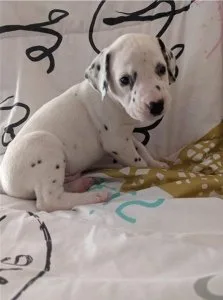 Adorable AKC Reg Dalmatian